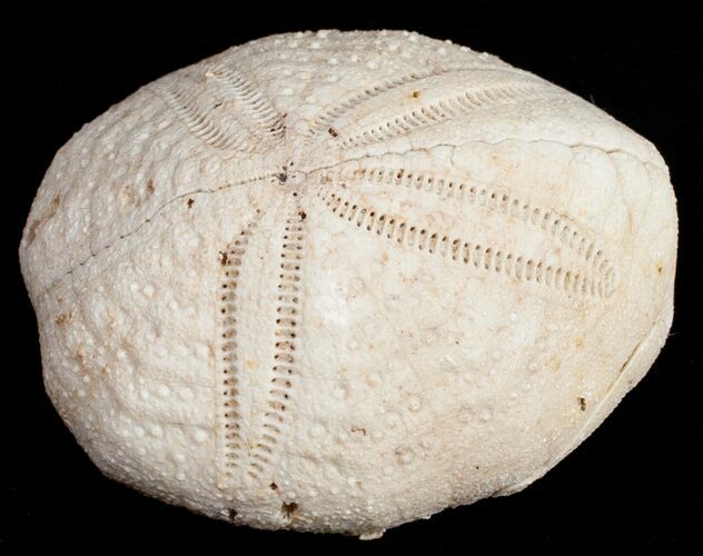 Fossil Sea Urchin From Florida - Lab Prepared #11714